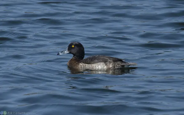 鳳頭潛鴨 Tufted Duck