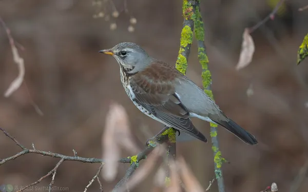 田鶇 Fieldfare