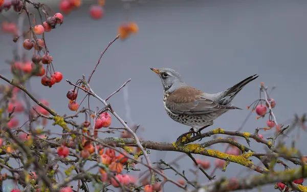 田鶇 Fieldfare