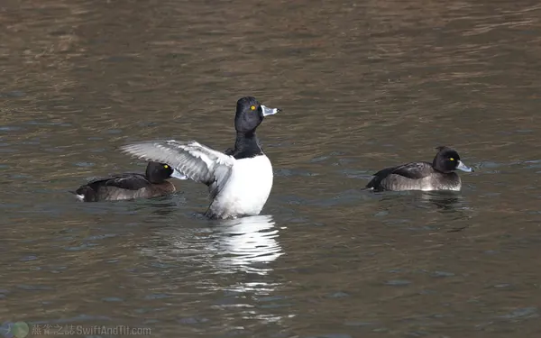 環頸潛鴨 Ring-necked Duck