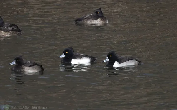 環頸潛鴨 Ring-necked Duck