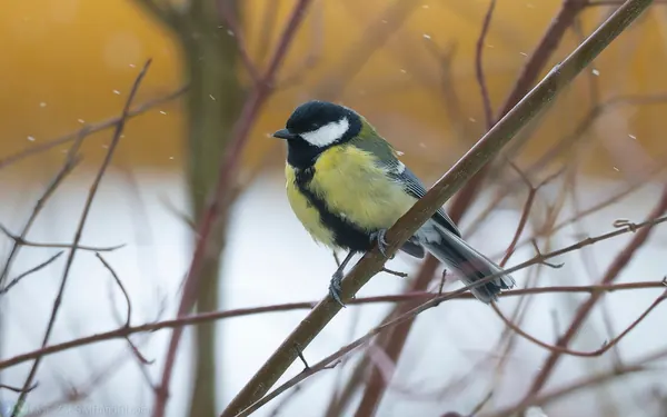 大山雀 Great Tit