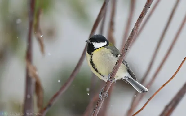 大山雀 Great Tit