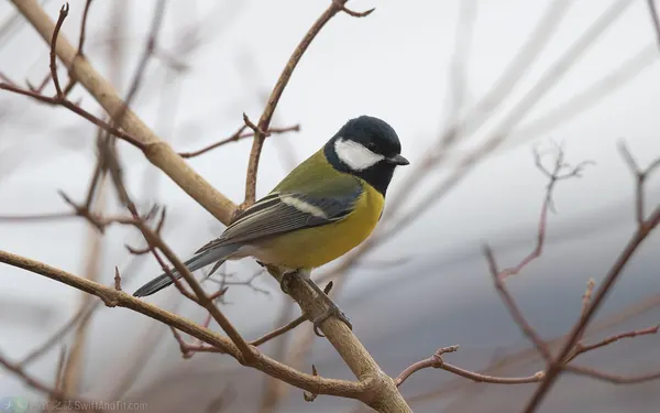 大山雀 Great Tit