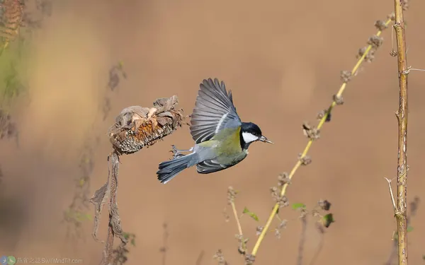 大山雀 Great Tit