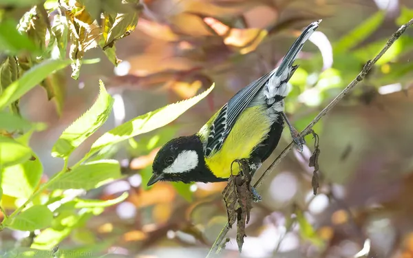 青背山雀 Green-backed Tit