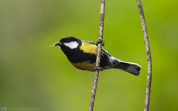 青背山雀 Green-backed Tit