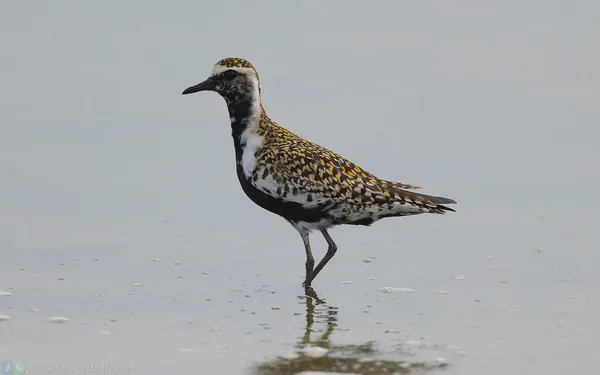 太平洋金斑鴴 Pacific Golden Plover