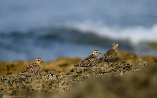 太平洋金斑鴴 Pacific Golden Plover