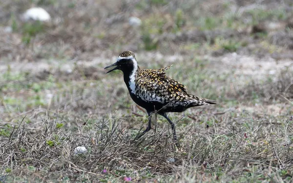 太平洋金斑鴴 Pacific Golden Plover