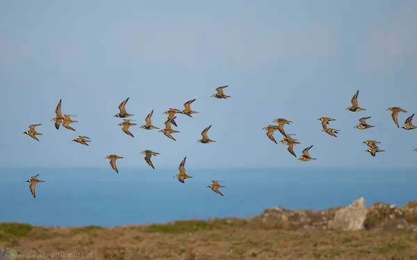 太平洋金斑鴴 Pacific Golden Plover