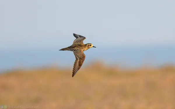 太平洋金斑鴴 Pacific Golden Plover