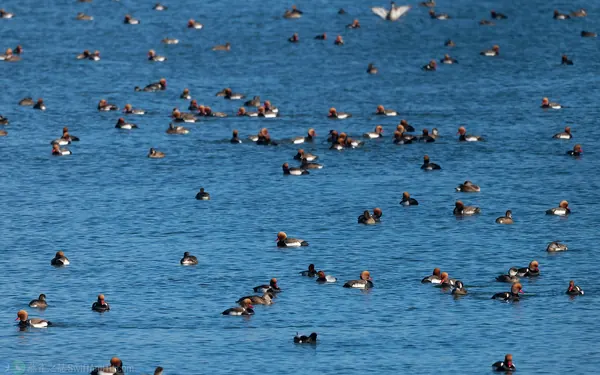 赤嘴潛鴨 Red-crested Pochard