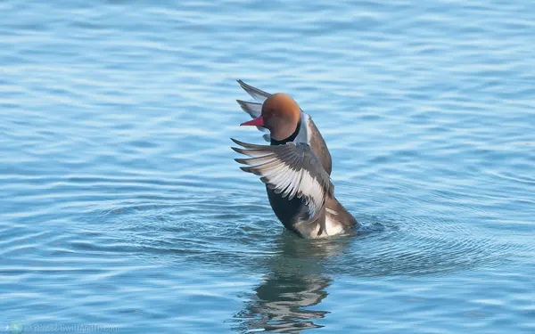 赤嘴潛鴨 Red-crested Pochard