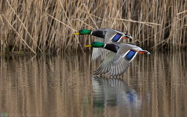 綠頭鴨 Mallard 雄鳥