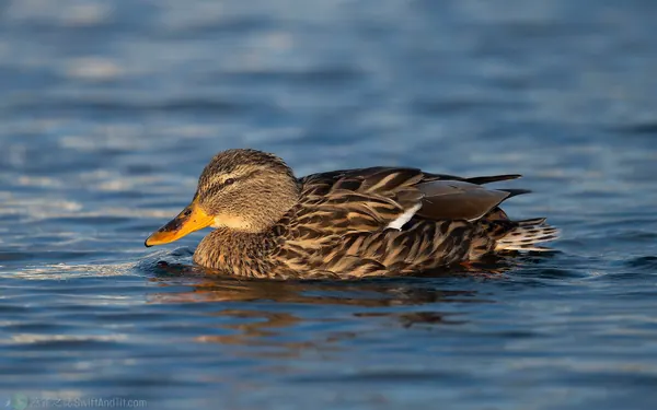 綠頭鴨 Mallard 雌鳥
