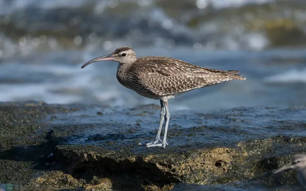 中杓鷸 whimbrel