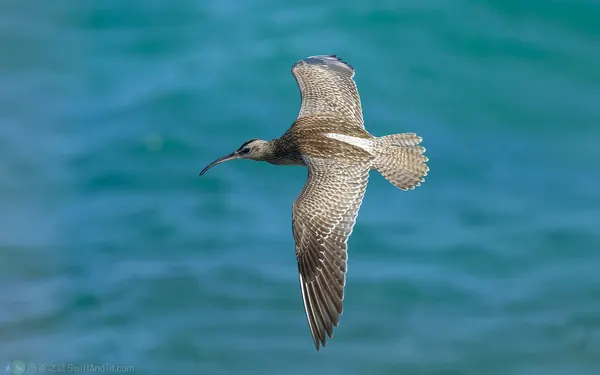 中杓鷸 whimbrel