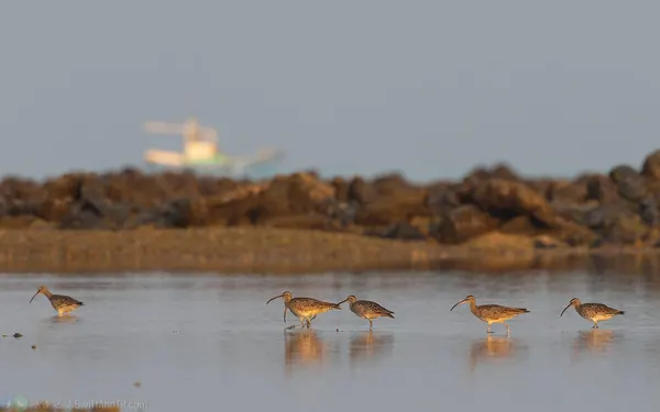中杓鷸 Whimbrel