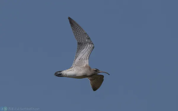 中杓鷸 whimbrel