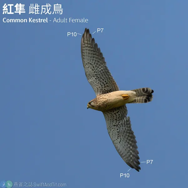 紅隼 Eurasian Kestrel 雌鳥