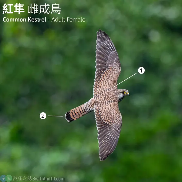 紅隼 Eurasian Kestrel 雌鳥
