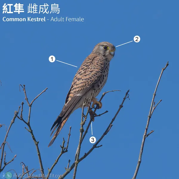 紅隼 Eurasian Kestrel 雌鳥