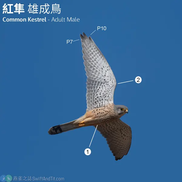 紅隼 Eurasian Kestrel 雄鳥
