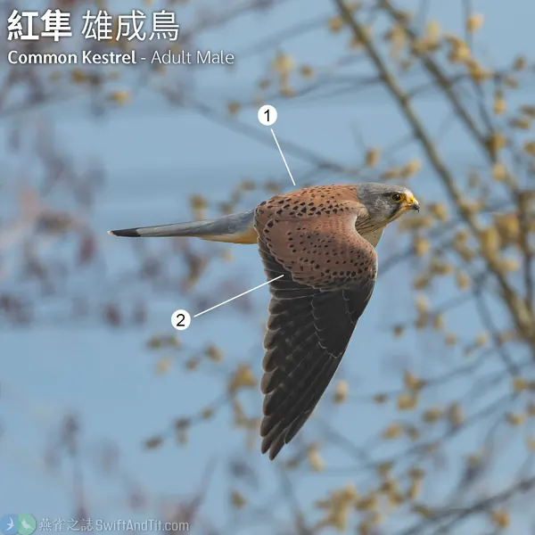 紅隼 Eurasian Kestrel 雄鳥