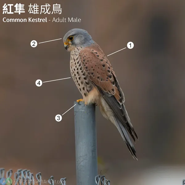 紅隼雄鳥停棲