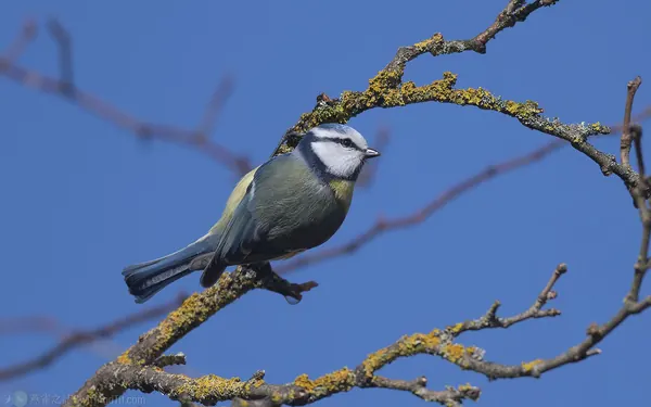 歐亞藍山雀 Eurasian Blue Tit