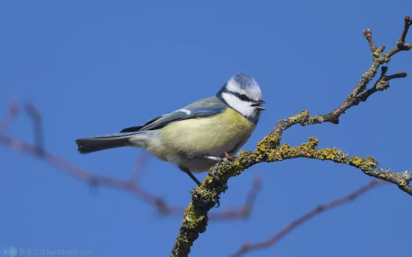 歐亞藍山雀 Eurasian Blue Tit