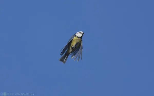 歐亞藍山雀 Eurasian Blue Tit