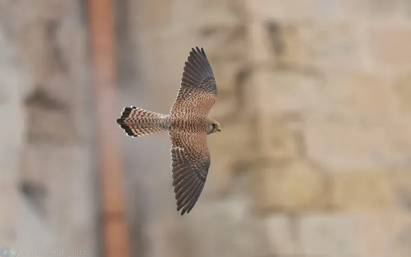 黃爪隼 Lesser Kestrel 雌鳥 Female