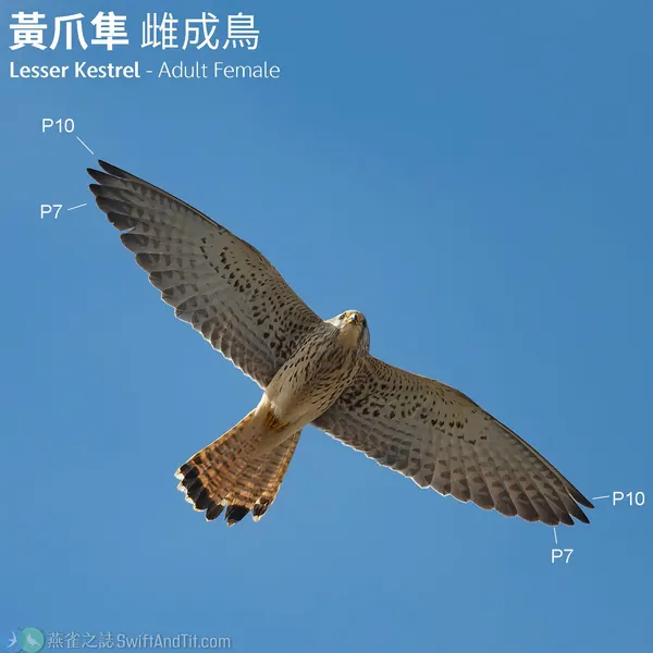 黃爪隼 Lesser Kestrel 雌鳥 Female