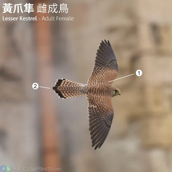 黃爪隼 Lesser Kestrel 雌鳥 Female