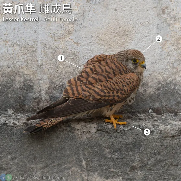黃爪隼雌鳥 Lesser Kestrel Female