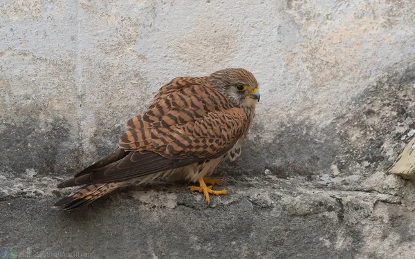 黃爪隼 Lesser Kestrel 雌鳥 Female