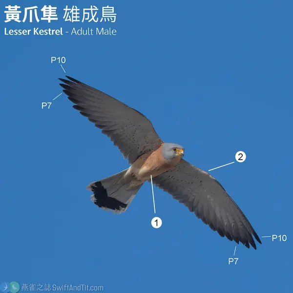 黃爪隼 Lesser Kestrel 雄鳥 Male