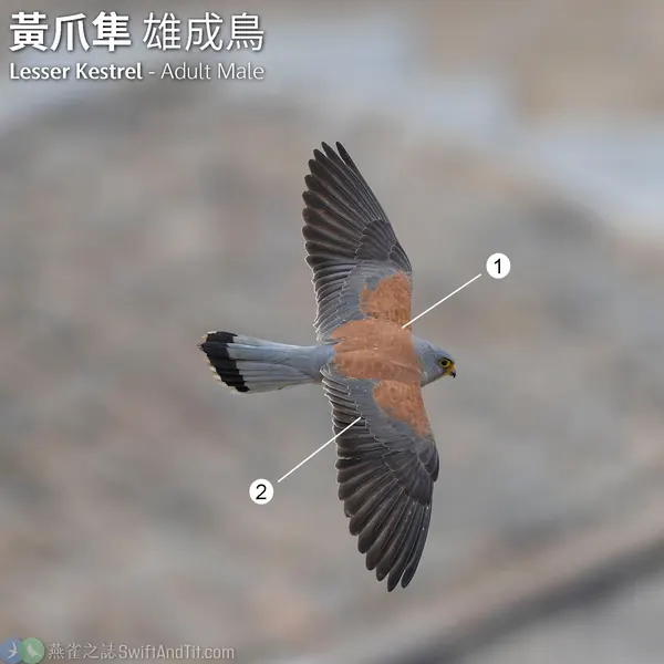 黃爪隼 Lesser Kestrel 雄鳥 Male