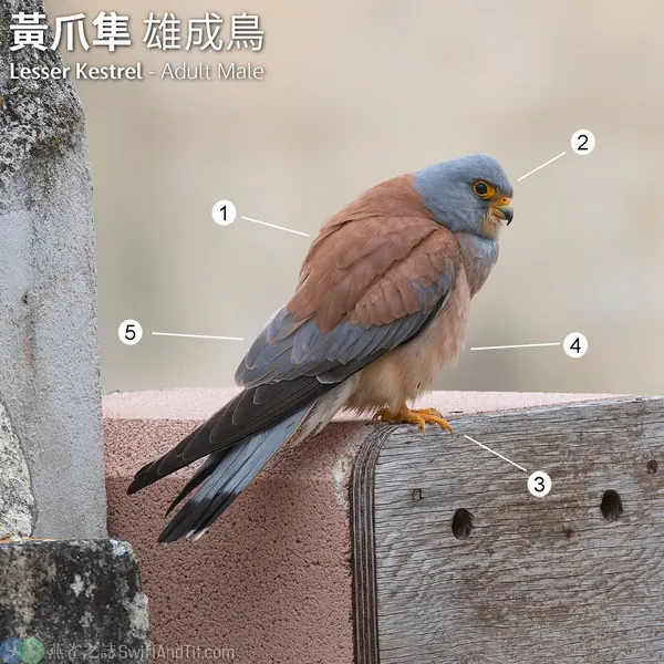 黃爪隼 Lesser Kestrel 雄鳥 Male