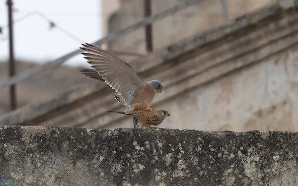 黃爪隼 Lesser Kestrel 交配
