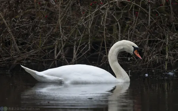 疣鼻天鵝 Mute Swan