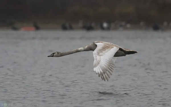 疣鼻天鵝 Mute Swan