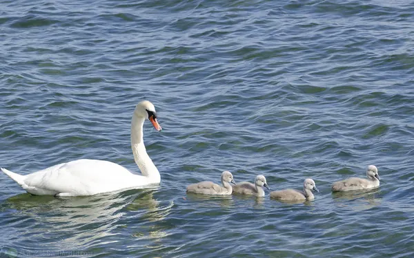 疣鼻天鵝 Mute Swan