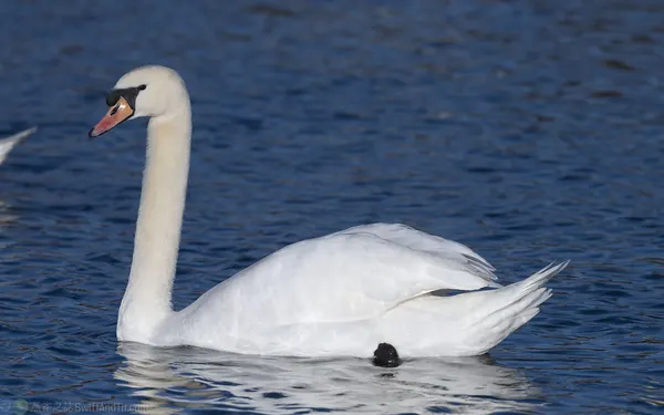 疣鼻天鵝 Mute Swan
