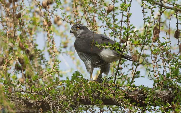 蒼鷹 Northern Goshawk 雄鳥 Male