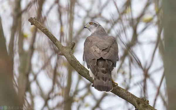 蒼鷹 Northern Goshawk 雌鳥 Female