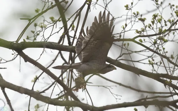 蒼鷹獵食