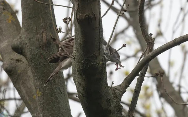 蒼鷹 Northern Goshawk 雌鳥 Female